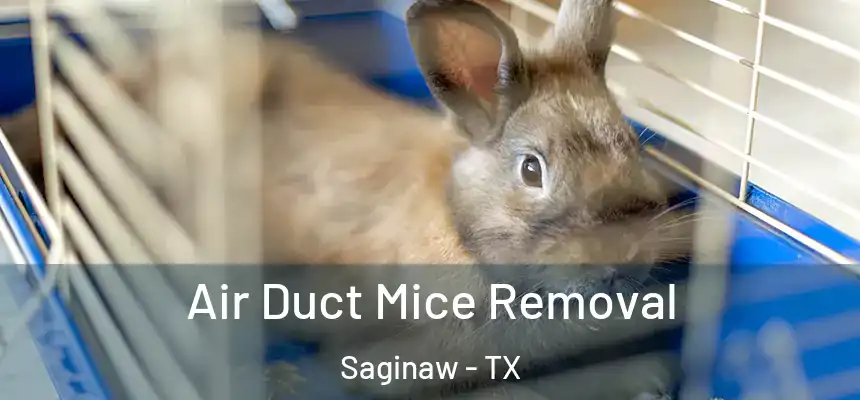 Air Duct Mice Removal Saginaw - TX